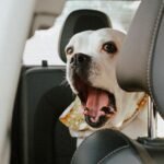 Taxi prijevoz ljubimaca